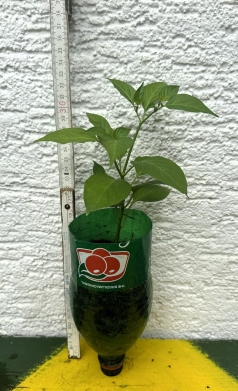 Planta de Pimenta Biquinho Vermelha