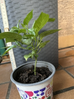 Planta de Pimenta Biquinho Vermelha