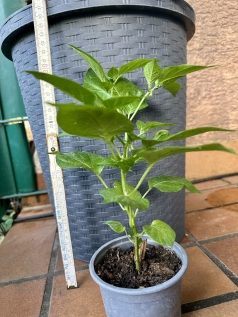 Planta de Pimenta Biquinho Vermelha