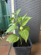 Planta de Pimenta Biquinho Vermelha