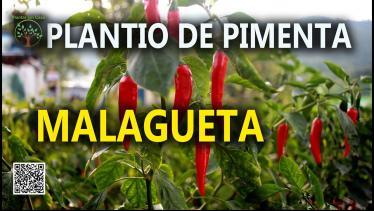 Pimenta Malagueta em Solo Fértil com Sergio Semerd