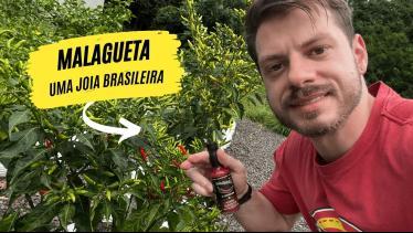  PIMENTA MALAGUETA: Uma Grande Especiaria da Gastr