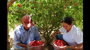 FAZENDO POLPA DE ACEROLA SEM QUEBRA A SEMENTE (DO 