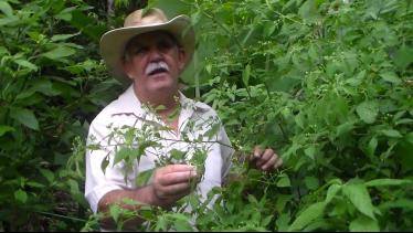  Pimenta comari, mais que um tempero um alimento m